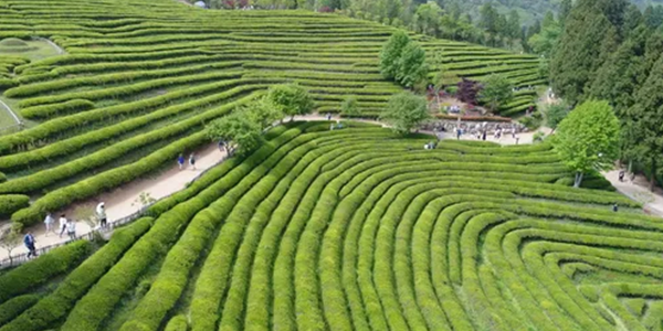Boseong