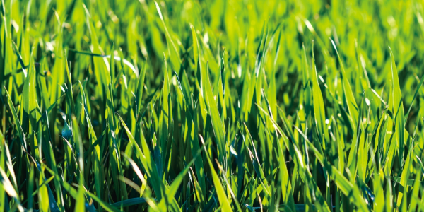 Lawn & Turf