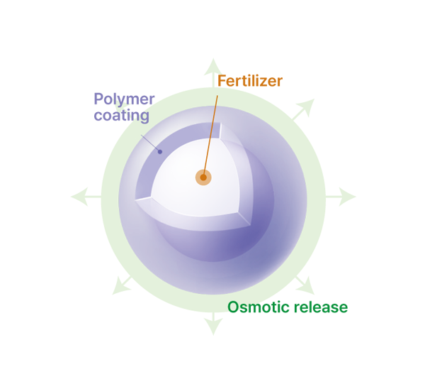 CRF granule cross-section diagram