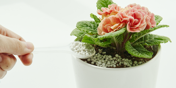 Pots & Containers