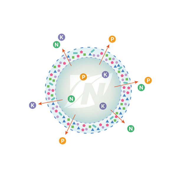 Stage 2 — hydrolytic chain cleavage
