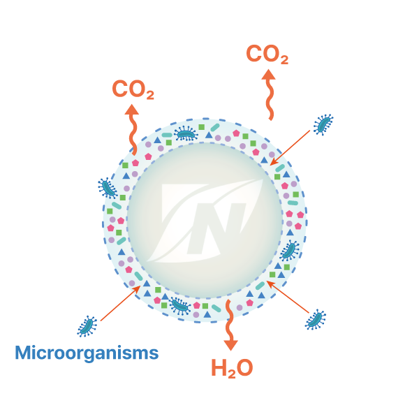 Stage 3 — microbial assimilation