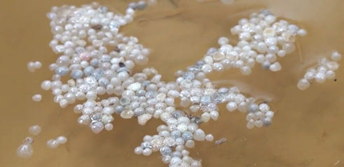 Microplastic Contamination