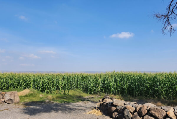 Brazil’s soybean and corn cultivation area is nearly seven times the total land area of South Korea, representing a major market for Nousbo