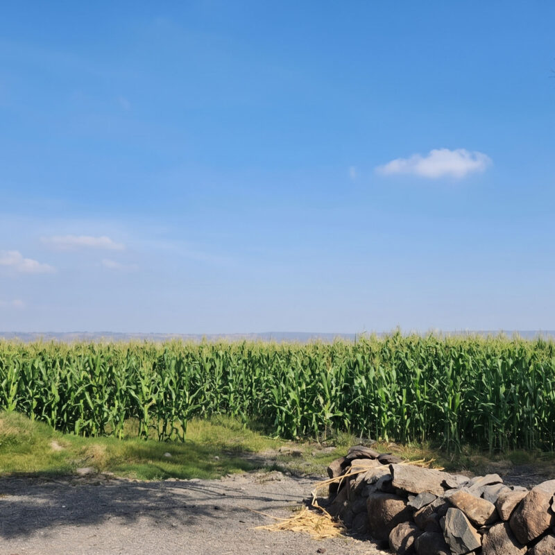 Brazil’s soybean and corn cultivation area is nearly seven times the total land area of South Korea, representing a major market for Nousbo